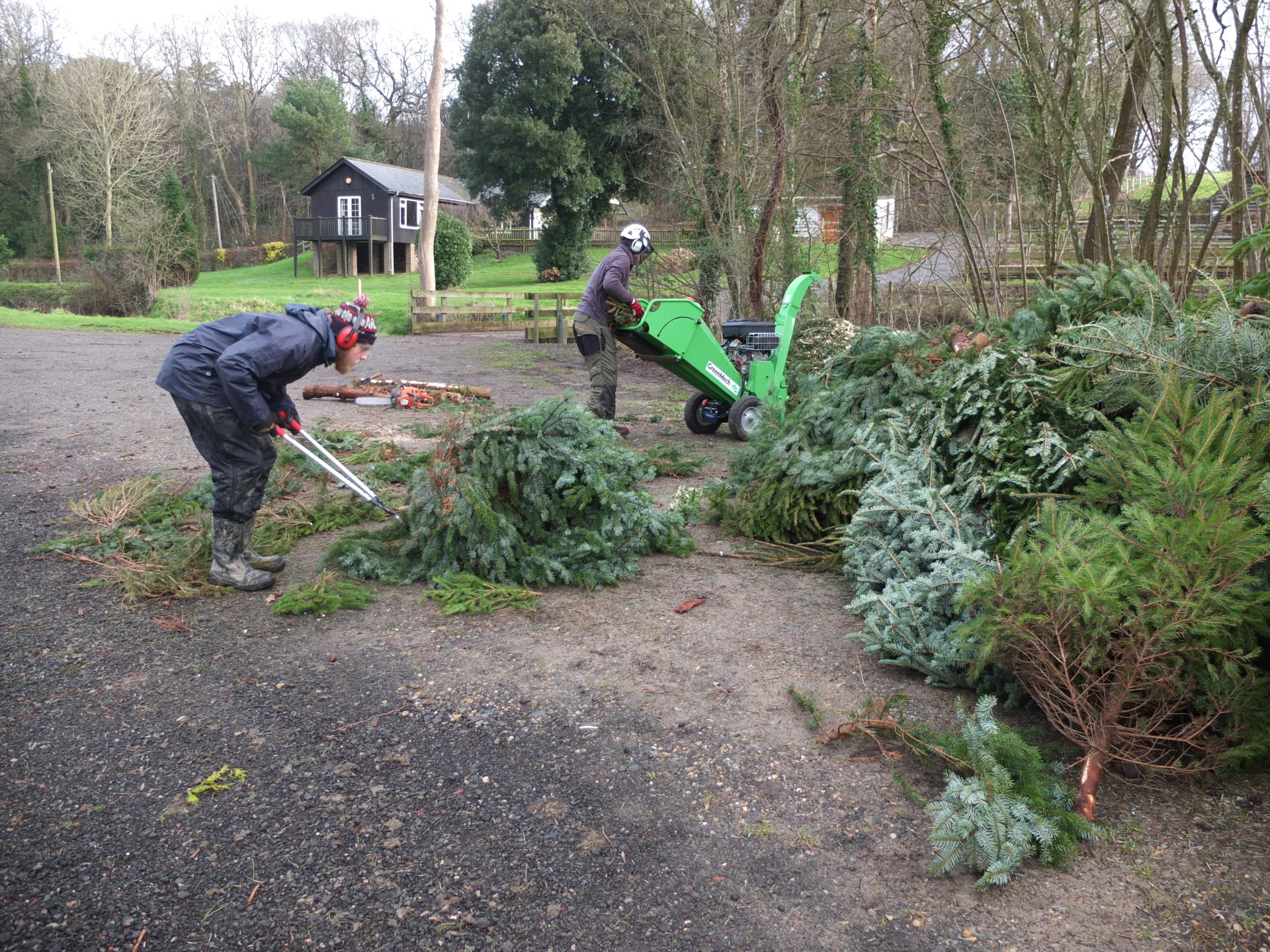 New Year Collection Service | Catsfield Christmas Tree Farm