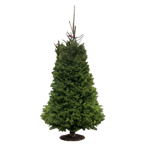 Finest Grade Norway Spruce (New Design)