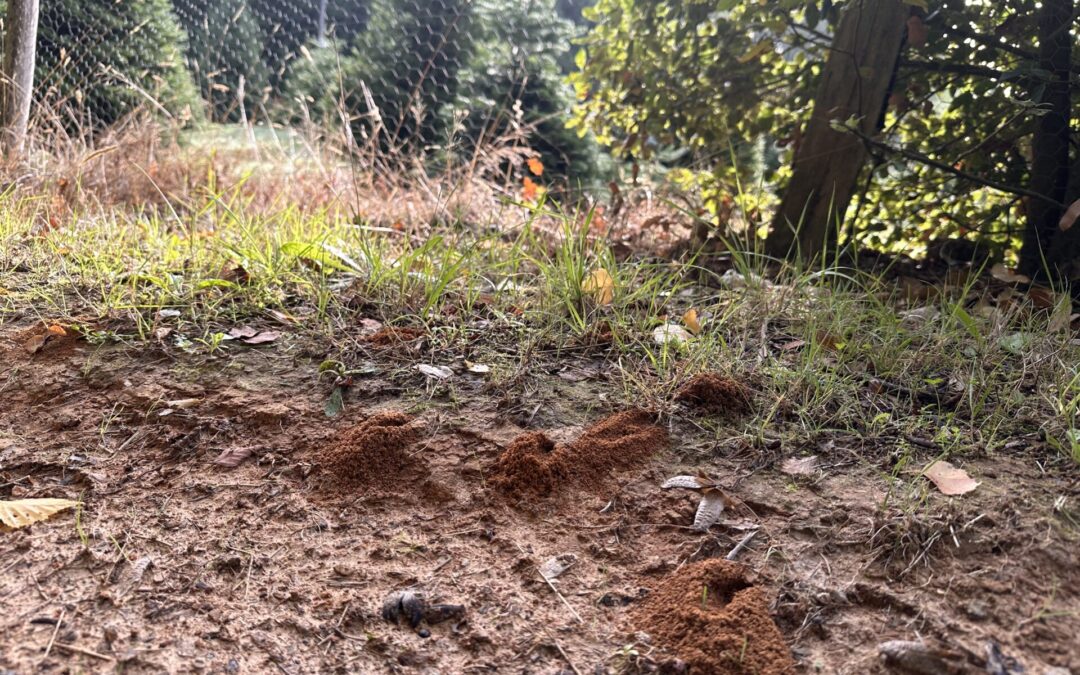 Emma’s Wildlife Blog – September 2026 – Bees