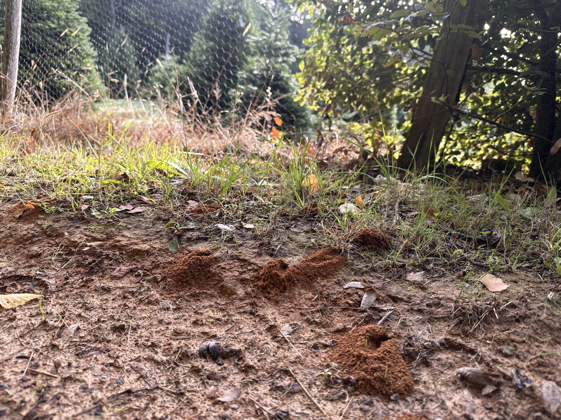 Emma’s Wildlife Blog – September 2026 – Bees